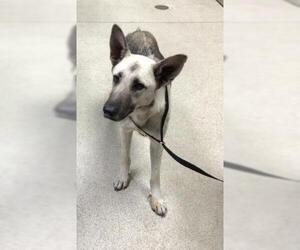 German Shepherd Dog Dogs for adoption in Riverside, CA, USA