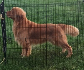 Father of the Golden Retriever puppies born on 08/30/2016