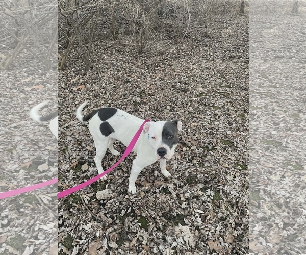 Medium Photo #3 American Pit Bull Terrier-Unknown Mix Puppy For Sale in Hinckley, IL, USA