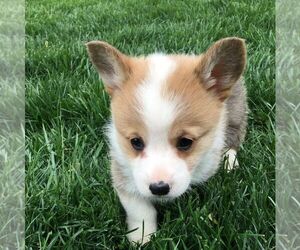 Pembroke Welsh Corgi Puppy for sale in HAVEN, KS, USA