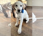 Small #1 Labrador Retriever Mix