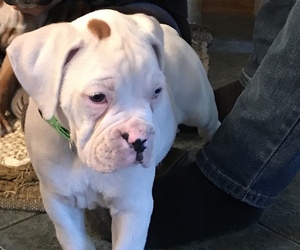 Boxer Puppy for sale in DRYDEN, NY, USA