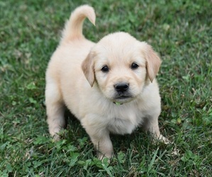 Golden Retriever Puppy for sale in FORDLAND, MO, USA