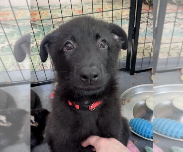 Medium Photo #5 German Shepherd Dog Puppy For Sale in WEST POINT, VA, USA