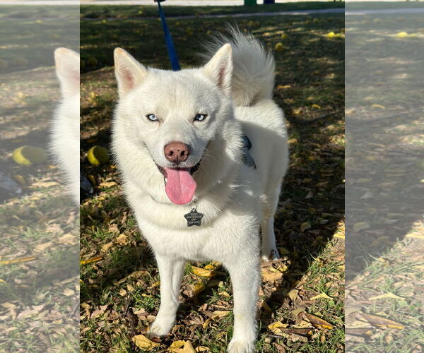 Medium Photo #4 Siberian Husky-Unknown Mix Puppy For Sale in Carrollton, TX, USA