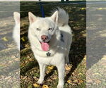 Small #3 Siberian Husky Mix