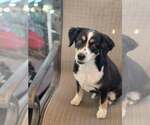 Small Australian Shepherd