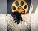 Small #5 Cavapoo (Miniature)