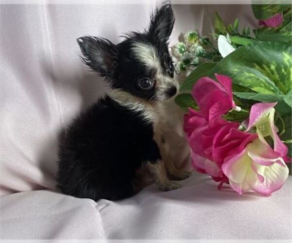 Medium Photo #7 Chihuahua Puppy For Sale in MIAMI BEACH, FL, USA