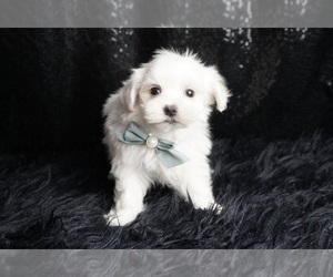 Medium Maltese