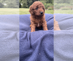 Small Photo #7 Goldendoodle-Poodle (Miniature) Mix Puppy For Sale in RANDOLPH, WI, USA