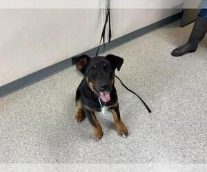 German Shepherd Dog-Unknown Mix Dogs for adoption in Visalia, CA, USA