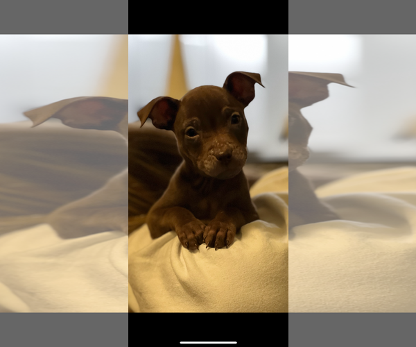 Medium Photo #1 Mutt Puppy For Sale in Royal Palm Beach, FL, USA