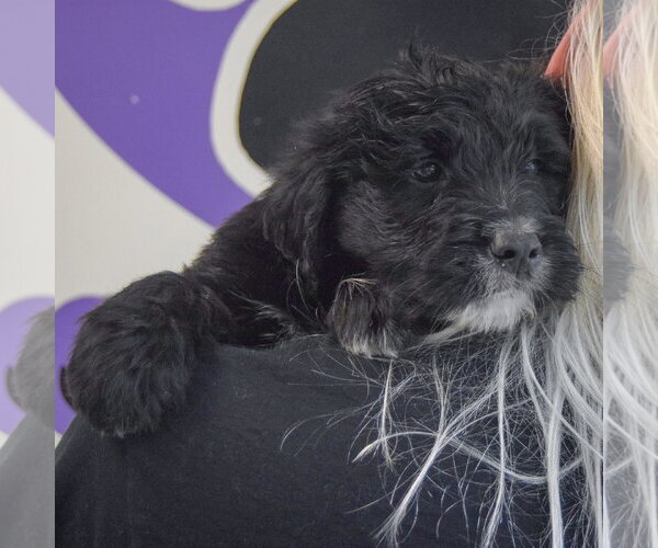 Medium Photo #5 Golden Retriever-Unknown Mix Puppy For Sale in Huntley, IL, USA