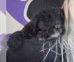 Small #4 Golden Retriever Mix