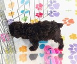 Dexter - Male Cockapoo (Toy)-Poodle (Toy) Mix Puppy for Sale - Photo #3