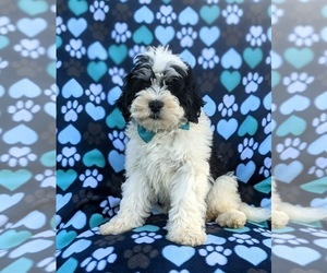 Miniature Bernedoodle Puppy for sale in OXFORD, PA, USA