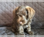 Small Photo #21 Schnauzer (Miniature) Puppy For Sale in CAPE CORAL, FL, USA