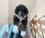 Small #1 Bernedoodle mix (+ Poodle Standard)