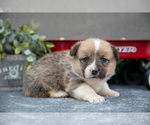 Small #1 Pembroke Welsh Corgi