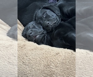 Labrador Retriever Puppy for Sale in VINE GROVE, Kentucky USA