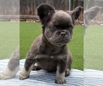 Small #5 French Bulldog