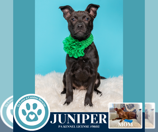 Medium Photo #5 Mutt Puppy For Sale in Kimberton, PA, USA