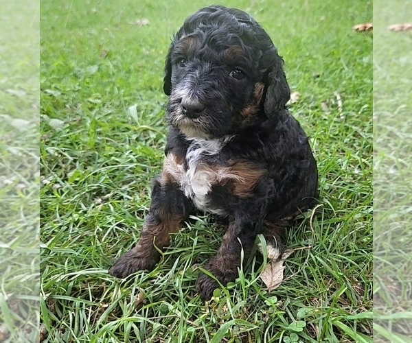 Medium Photo #5 Poodle (Miniature) Puppy For Sale in WHITEWATER, WI, USA