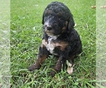 Small #4 Poodle (Miniature)