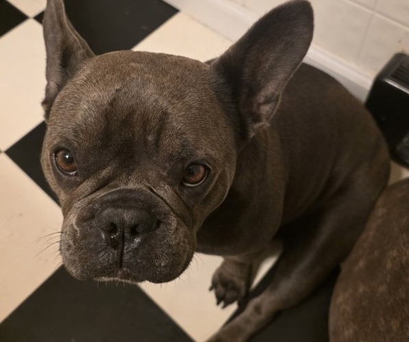 Medium Photo #1 French Bulldog Puppy For Sale in DUNNVILLE, KY, USA
