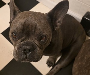 Mother of the French Bulldog puppies born on 01/04/2026