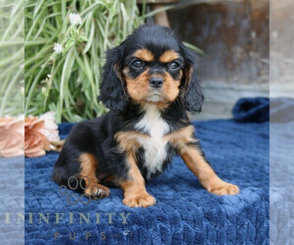 Medium Photo #1 Cavalier King Charles Spaniel Puppy For Sale in NARVON, PA, USA
