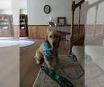Small #8 Golden Retriever