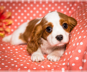 Cavalier King Charles Spaniel Puppy for Sale in WAKARUSA, Indiana USA