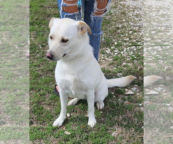 Medium Photo #3 Labrador Retriever-Unknown Mix Puppy For Sale in Bandera, TX, USA