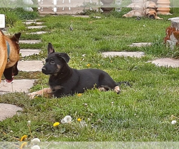 Medium Photo #4 Malinois Puppy For Sale in ORCHARDS, WA, USA
