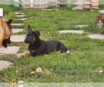 Small Photo #4 Malinois Puppy For Sale in ORCHARDS, WA, USA