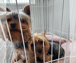 Mother of the Yorkshire Terrier puppies born on 04/12/2023