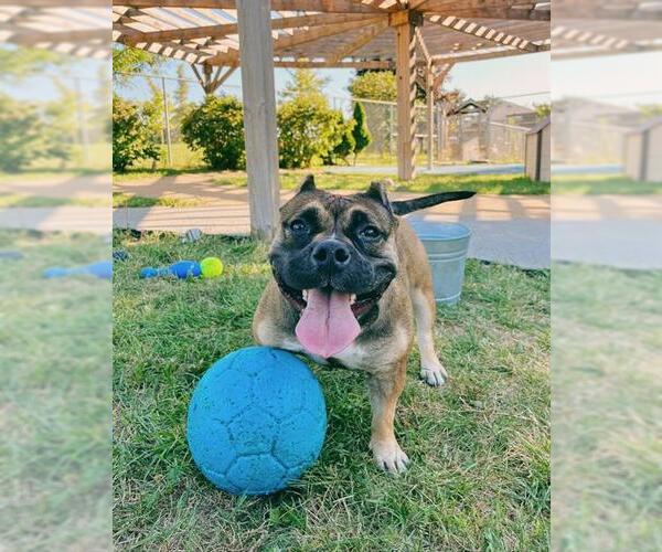 Medium Photo #3 American Bulldog Puppy For Sale in Toronto, Ontario, Canada