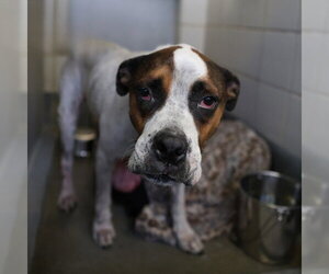 Boxer-Unknown Mix Dogs for adoption in San Antonio, TX, USA