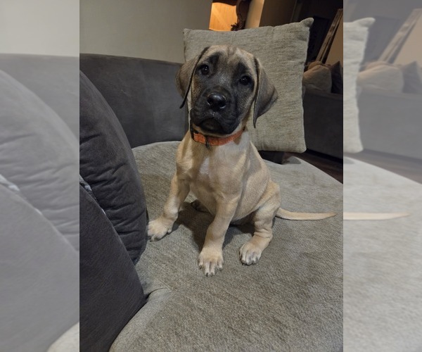 Medium Photo #3 Mastiff Puppy For Sale in WALNUT COVE, NC, USA