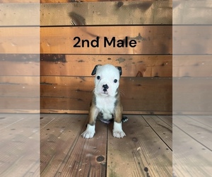 Boston Terrier Puppy for sale in EWING, KY, USA