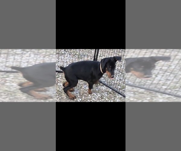 Medium Photo #4 Doberman Pinscher Puppy For Sale in BEGGS, OK, USA