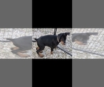Small Photo #43 Doberman Pinscher Puppy For Sale in BEGGS, OK, USA