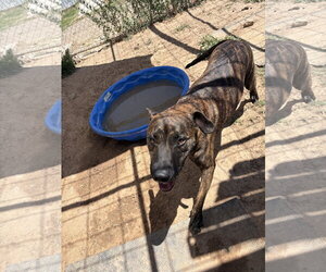 Mutt Dogs for adoption in Amarillo, TX, USA
