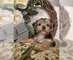 Small #3 Yorkshire Terrier
