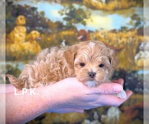 Maltipoo Puppy for sale in WINNSBORO, LA, USA
