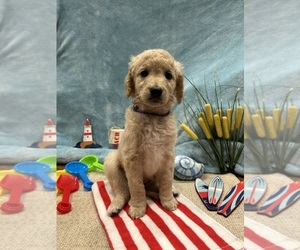 Goldendoodle Puppy for sale in DUNCAN, NC, USA