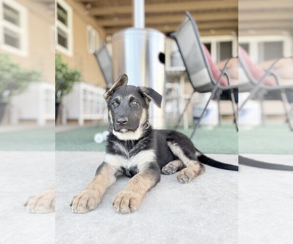 Medium Photo #2 German Shepherd Dog-Unknown Mix Puppy For Sale in West Sacramento, CA, USA