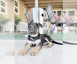 Small #1 German Shepherd Dog Mix